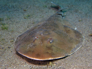 Lesser Electric Ray by Abimael Márquez 